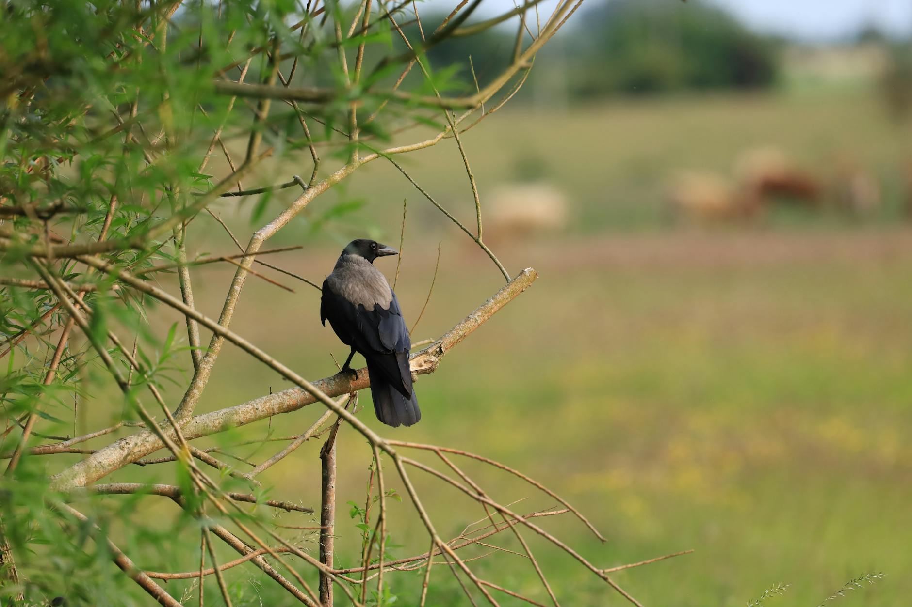 Widok na rzekę San w Radymnie podczas słonecznego dnia, idealny na majówkowe aktywności.